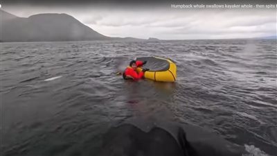 مشهد تراه لأول مرة.. لحظات صادمة لحوت يبتلع شاب أمام والده| فيديو 