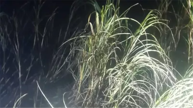 سبب حريق مزارع القصب