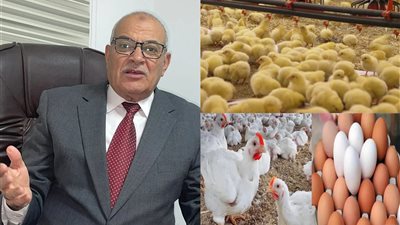 شعبة الدواجن: أسعار الكتاكيت والدواجن والبيض في السوق غير مبررة.. والمواطن ضحية الاحتكار |خاص