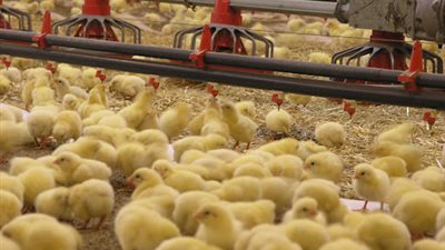 حماية المنافسة: تحريك دعوى جنائية ضد 162 شركة لمخالفة تحديد أسعار الكتاكيت