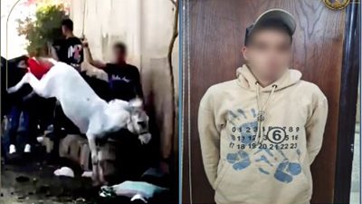 صاحب واقعة السائحة الهولندية.. القبض على سايس ضرب الحمار بالكرباج في الجيزة