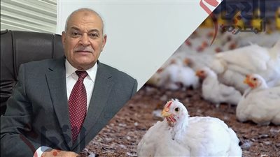 اسعار الدواجن بعد زيادة أسعار البنزين والسولار.. رئيس الشعبة يكشف مفاجأة|خاص