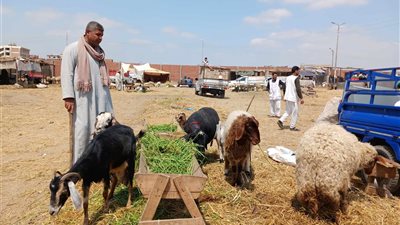 سعر كيلو اللحم البقري قائم اليوم 2025 