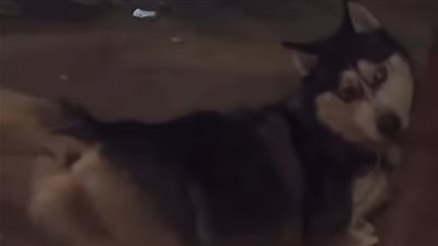 بعد تعذيب كلب المحلة.. 