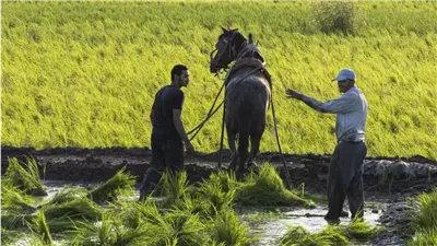 خبير مائي يكشف مفاجأة بشأن المساحة المزروعة بالأرز فى مصر 
