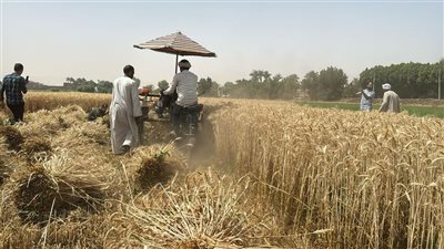 التموين: توريد أكثر من 1200 طن يوميًا من القمح بمحافظة قنا