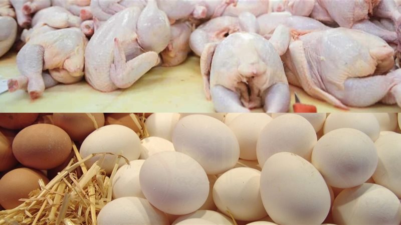 أسعار الدواجن المجمدة