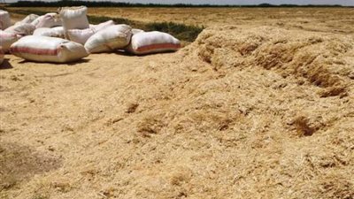 التبن بـ1600 جنيه.. ونقيب الفلاحين: تصديره يهدد بارتفاع أسعار اللحوم