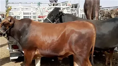 سعر كيلو العجول قائم اليوم 2025، اعرف بكام النهارده الإثنين