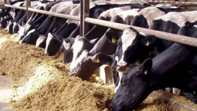 سعر كيلو العجول قائم اليوم 2025.. اعرف بكام قبل ماتشتري