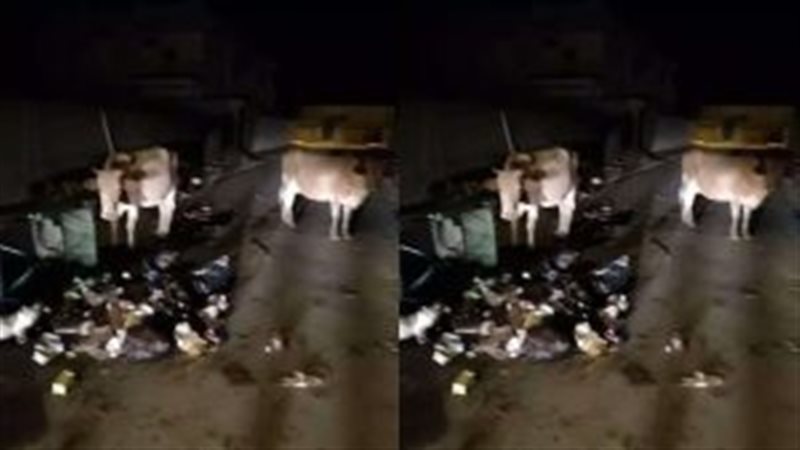 حقيقة هروب 200 بقرة
