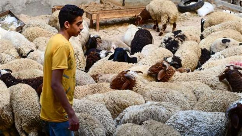 كيفيه اختيار الاضحيه
