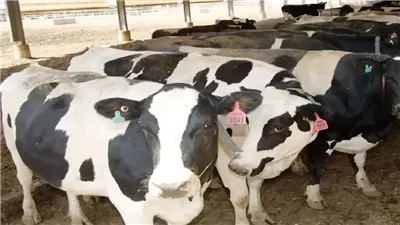 سعر كيلو اللحم البقري قائم اليوم 2025، العجل يكسر حاجز الـ100 ألف