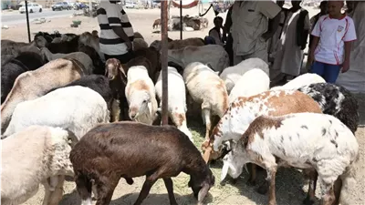 أسعار خراف الأضاحي 2025، 