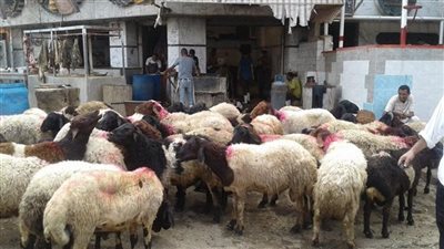 وزارة التموين تطرح خراف حية للأضاحي بأسعار مخفضة (تفاصيل)