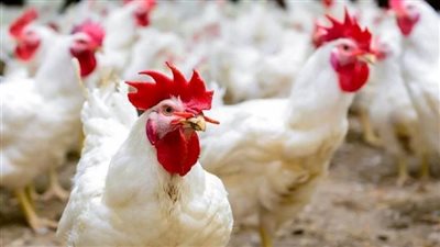 بيوت أصحاب المزارع هتتخرب.. شعبة الدواجن تعترض على انخفاض الأسعار | فيديو