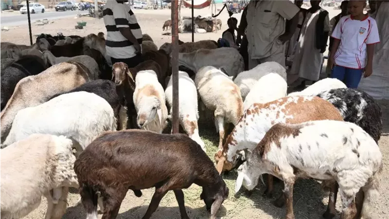 أسعار خراف الأضاحي