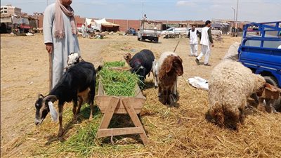 سعر كيلو الخرفان قائم اليوم 2025، هتشتري أضحيتك بكام؟