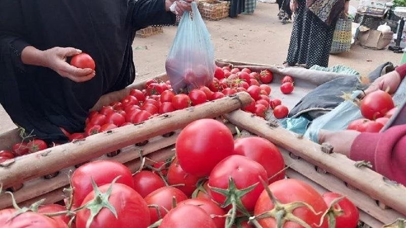 توقعات أسعار الطماطم