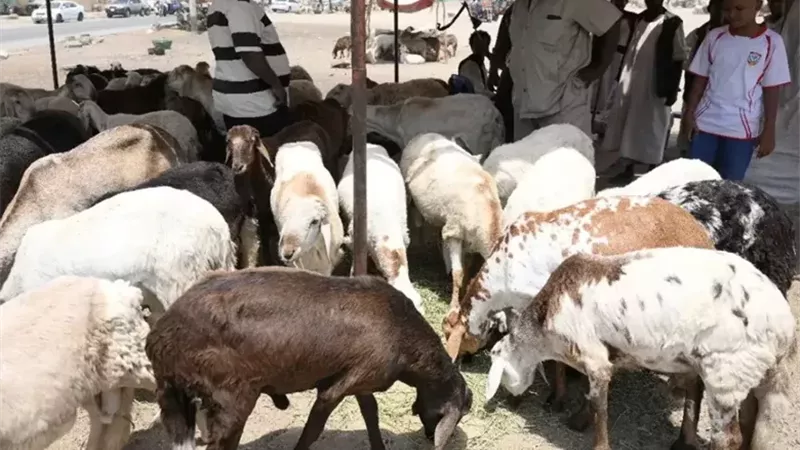 أسعار الأضاحي في