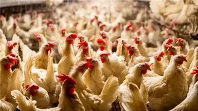 وباء الدجاج في مصر، العناني: معندناش فيروسات والطلب بيزيد