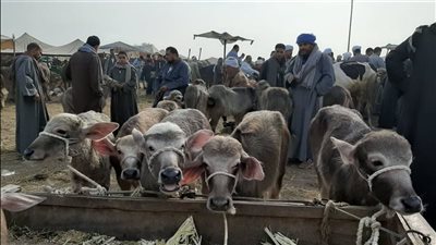 الفلاحين: أسعار الأضاحي 2025 تتراجع بعد طرح وزارة الزراعة 12 ألف رأس ماشية 