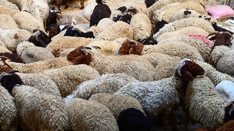 نصائح هامة لاختيار
