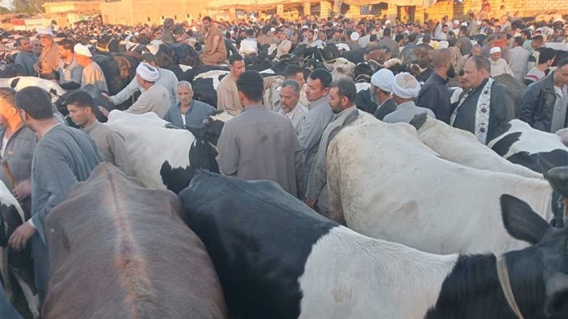 أسعار الأضاحي اليوم