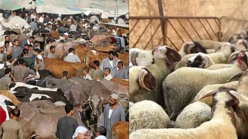 أماكن أسواق بيع الأضاحي