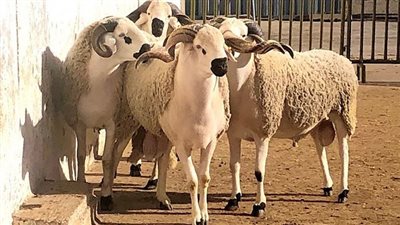 حكم شراء لحوم وتوزيعها كبديل للأضحية في العيد الكبير، (الإفتاء تجيب)