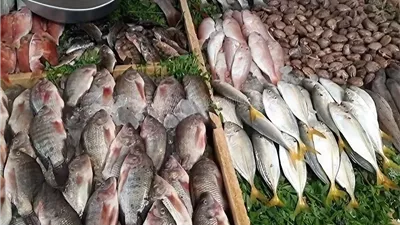 أسعار السمك اليوم السبت 24 مايو 2025، البلطي بـ89 جنيها