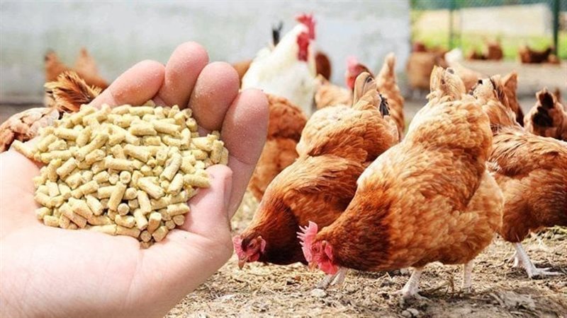 ارتفاع أسعار الردة