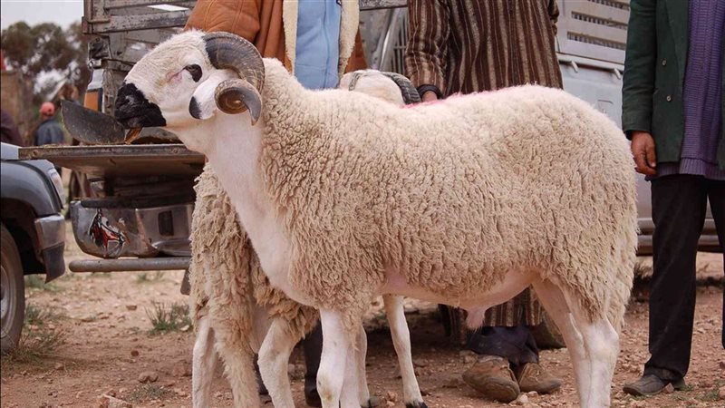 سعر الخروف اليوم
