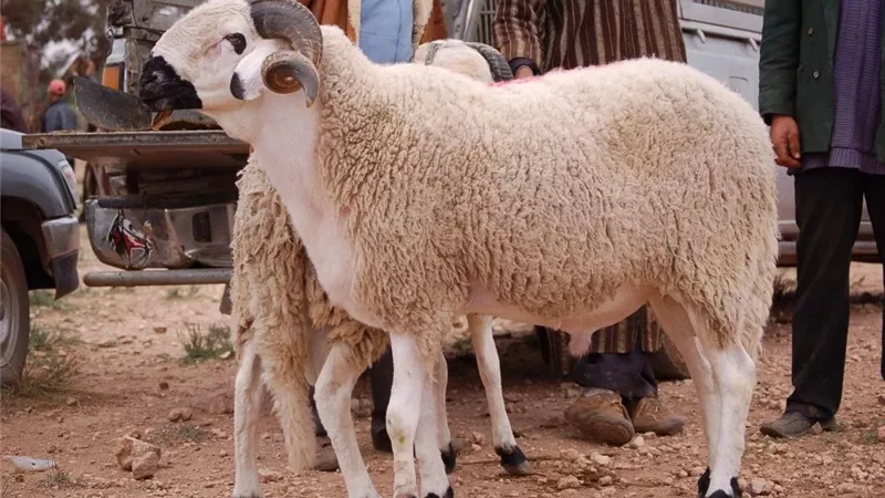 خطوات حجز أضاحي وزارة