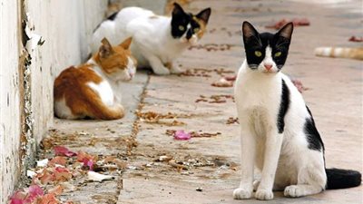 قصة اختفاء القطط في عيد الأضحى 2025،  ما علاقة الجن؟