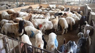 التموين تزف بشرى للمواطنين، هدية عيد الأضحى تصل منافذ البيع