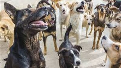 أول تحرك برلماني لمواجهة انتشار الكلاب الضالة في الشوارع 