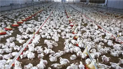 حقيقة إصابة الدواجن بفيروس وبائي يمنع تناولها، الحكومة تكشف