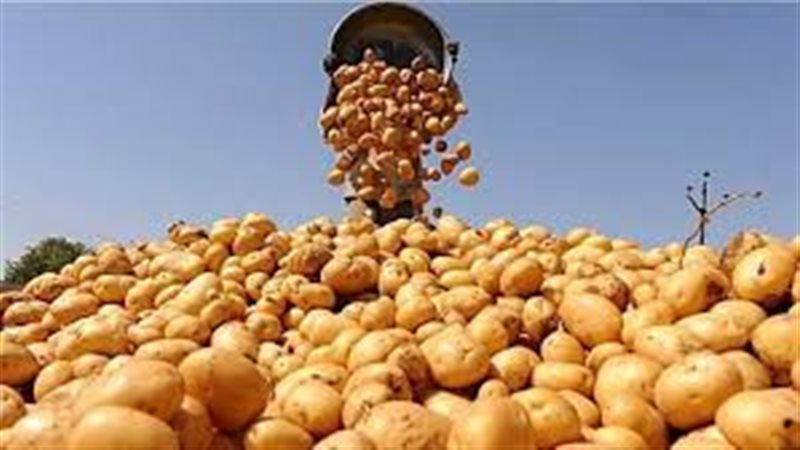 ارتفاع صادرات البطاطس