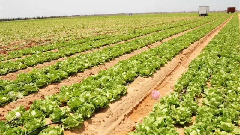 أهمية إشراك القطاع