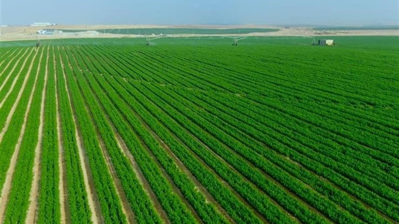 مشروع مستقبل مصر