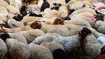 حكم توزيع الأضاحي على غير المسلمين، الإفتاء تكشف التفاصيل 