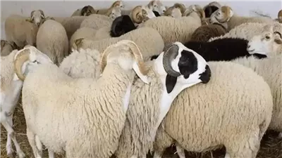 سعر كيلو الخرفان قائم اليوم 2025، اعرف المكان الأرخص لبيع الأضاحي