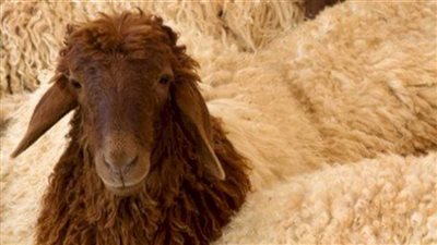 هل يجوز إلغاء شعيرة الأضحية؟، دار الإفتاء تحسم الجدل