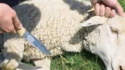 هل يجوز إعطاء الجزار جلد الأضحية كأجرة ؟ ، رد قوي وصارم من الإفتاء 