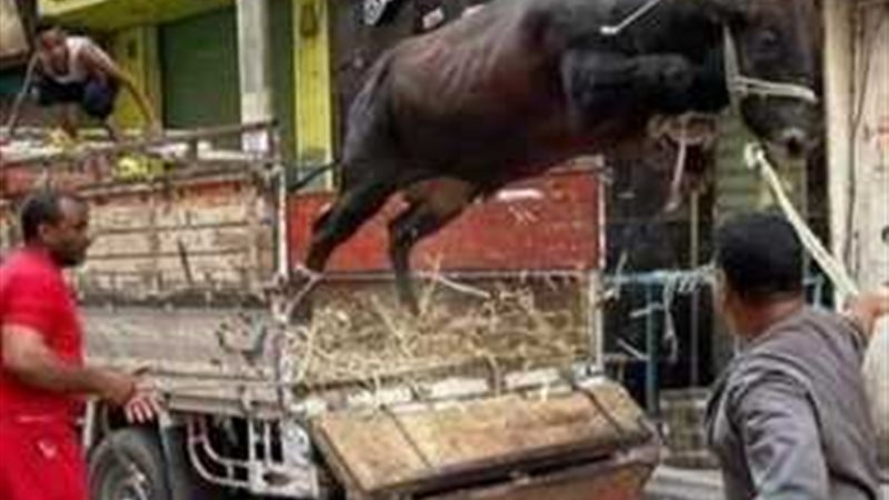 الايام المصرية