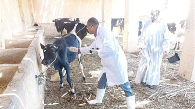 حقيقة إصابة الحيوانات المصرية بالحمى القلاعية، وزير الزراعة يكشف التفاصيل