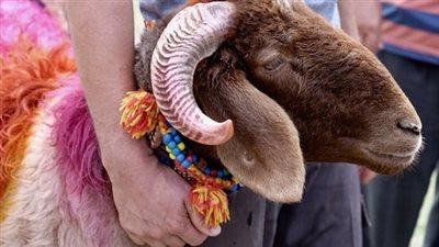 تفسير حلم ذبح الخروف في العيد، هل الأجل يقترب؟