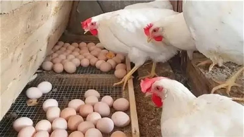 بورصة الدواجن اليوم