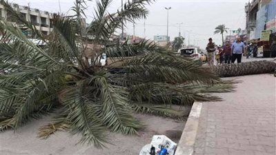 بسبب سوء الأحوال الجوية، مصرع شاب سقطت عليه نخلة بالمنوفية 